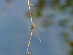 FZ008158 Dragonfly on twig.jpg
